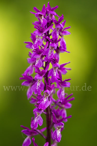 Manns-Knabenkraut (Orchis mascula)