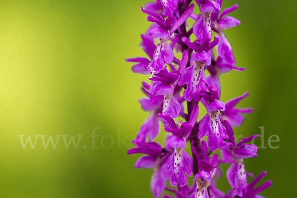 Manns-Knabenkraut (Orchis mascula)