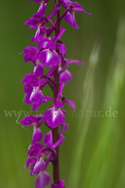 Manns-Knabenkraut (Orchis mascula)