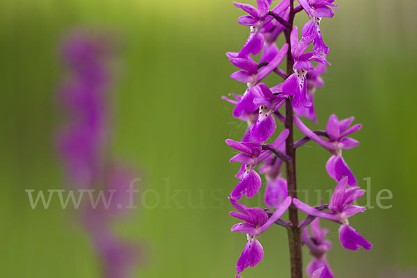 Manns-Knabenkraut (Orchis mascula)