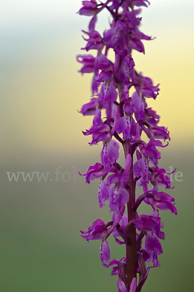 Manns-Knabenkraut (Orchis mascula)