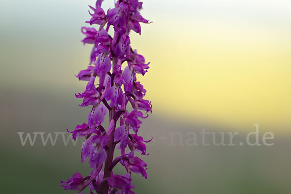 Manns-Knabenkraut (Orchis mascula)