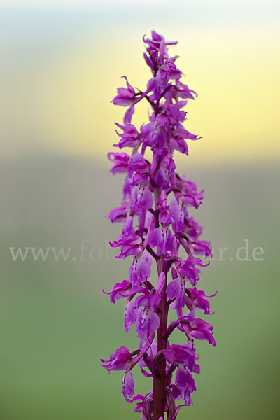 Manns-Knabenkraut (Orchis mascula)