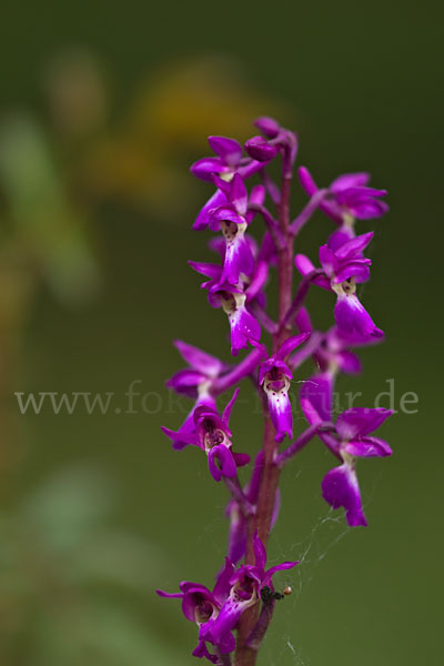 Manns-Knabenkraut (Orchis mascula)