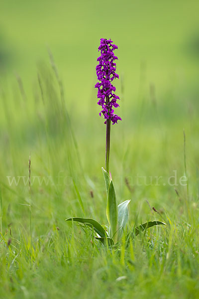 Manns-Knabenkraut (Orchis mascula)