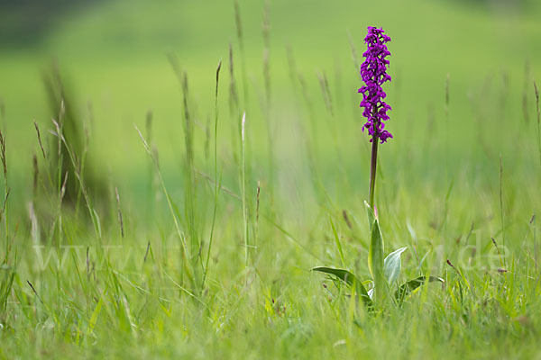 Manns-Knabenkraut (Orchis mascula)