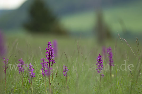 Manns-Knabenkraut (Orchis mascula)