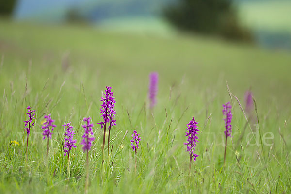 Manns-Knabenkraut (Orchis mascula)