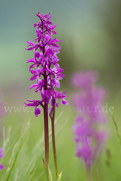 Manns-Knabenkraut (Orchis mascula)