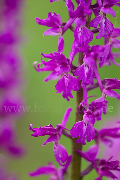 Manns-Knabenkraut (Orchis mascula)