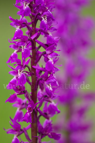 Manns-Knabenkraut (Orchis mascula)