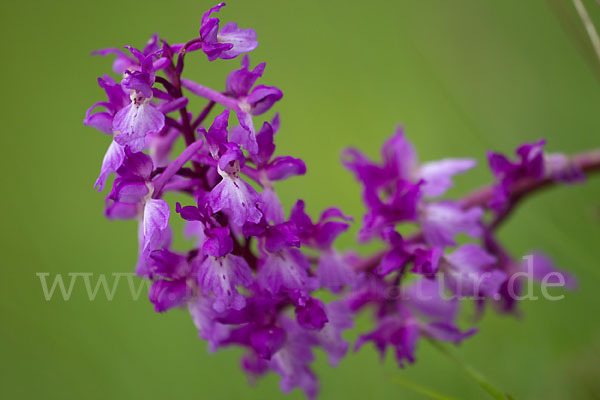 Manns-Knabenkraut (Orchis mascula)