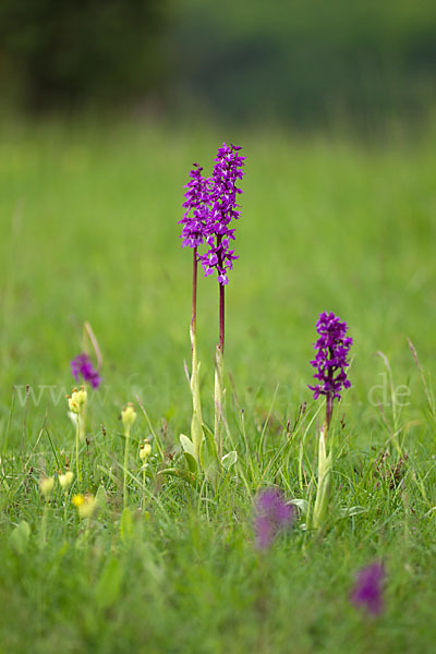 Manns-Knabenkraut (Orchis mascula)