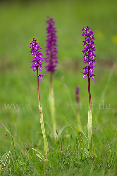 Manns-Knabenkraut (Orchis mascula)