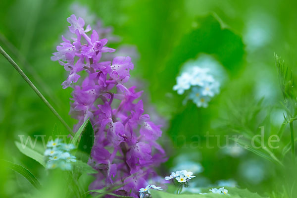 Manns-Knabenkraut (Orchis mascula)