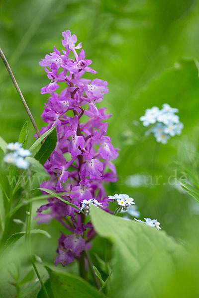 Manns-Knabenkraut (Orchis mascula)