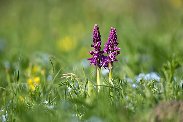 Manns-Knabenkraut (Orchis mascula)