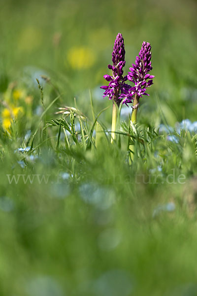 Manns-Knabenkraut (Orchis mascula)