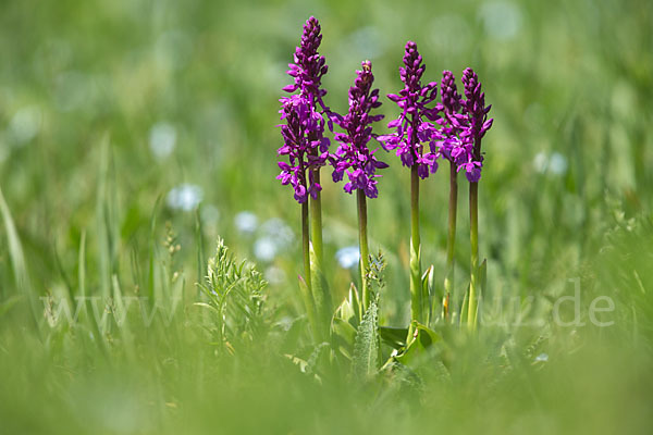 Manns-Knabenkraut (Orchis mascula)