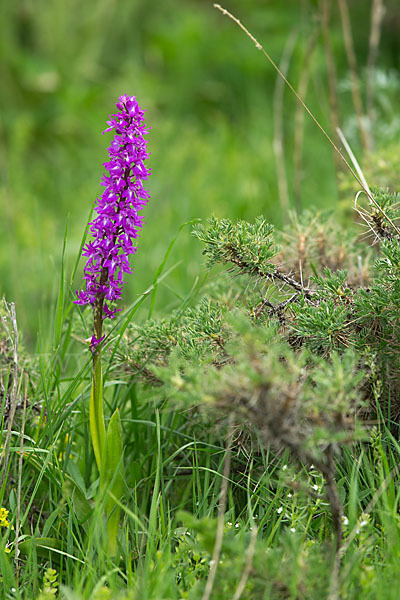 Manns-Knabenkraut (Orchis mascula)