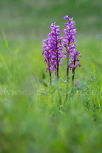 Manns-Knabenkraut (Orchis mascula)