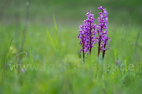 Manns-Knabenkraut (Orchis mascula)