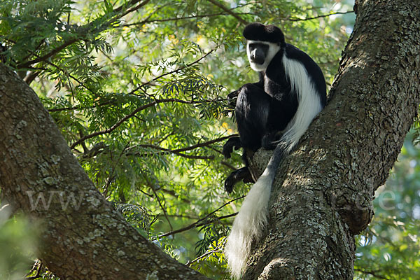 Mantelaffe (Colobus guereza)