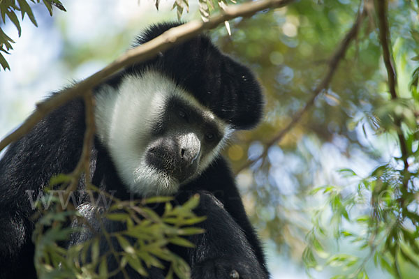 Mantelaffe (Colobus guereza)