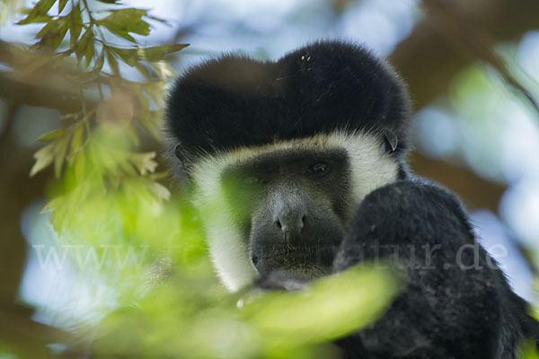 Mantelaffe (Colobus guereza)