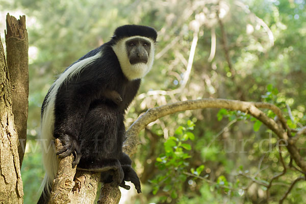 Mantelaffe (Colobus guereza)