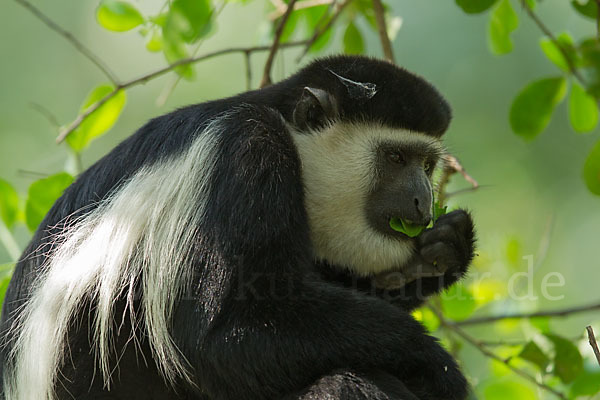 Mantelaffe (Colobus guereza)