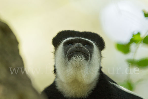 Mantelaffe (Colobus guereza)