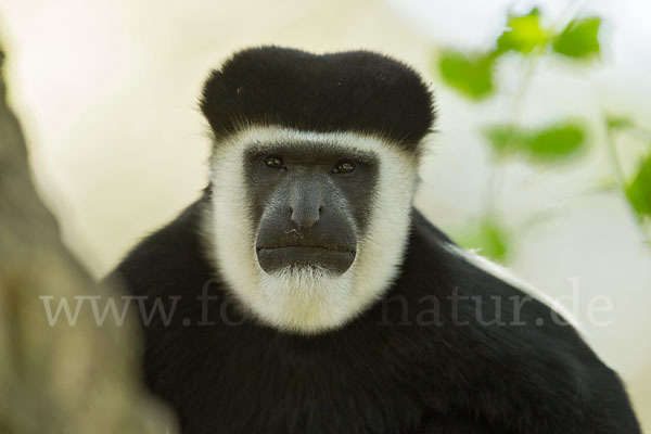 Mantelaffe (Colobus guereza)