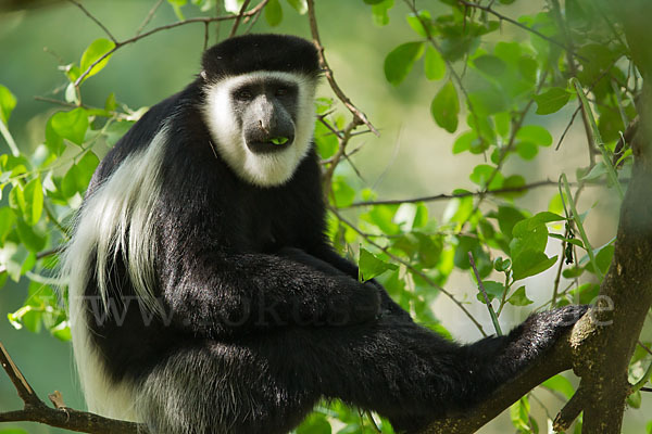 Mantelaffe (Colobus guereza)