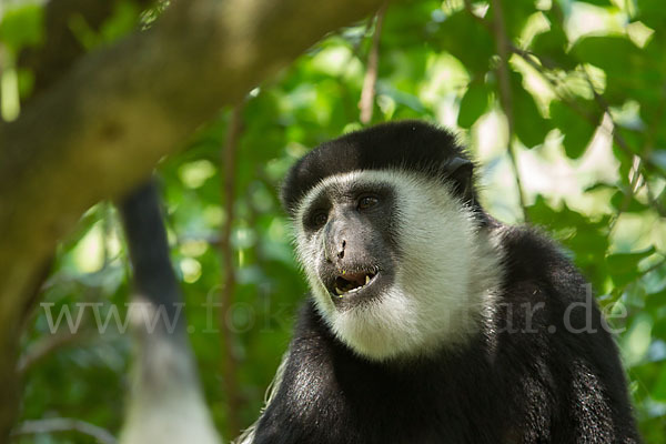 Mantelaffe (Colobus guereza)