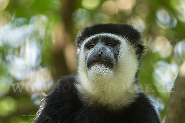 Mantelaffe (Colobus guereza)