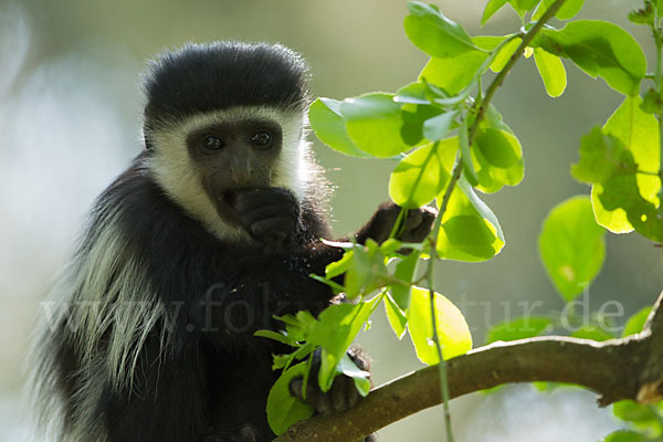 Mantelaffe (Colobus guereza)