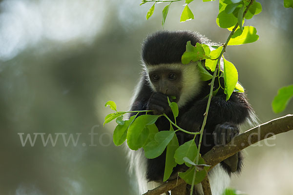 Mantelaffe (Colobus guereza)