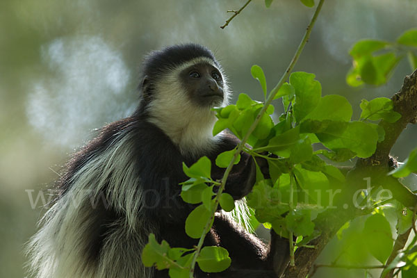 Mantelaffe (Colobus guereza)