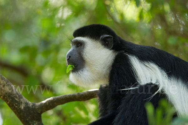 Mantelaffe (Colobus guereza)