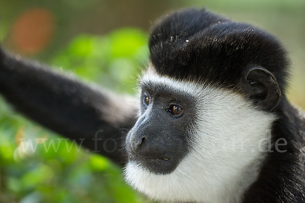 Mantelaffe (Colobus guereza)