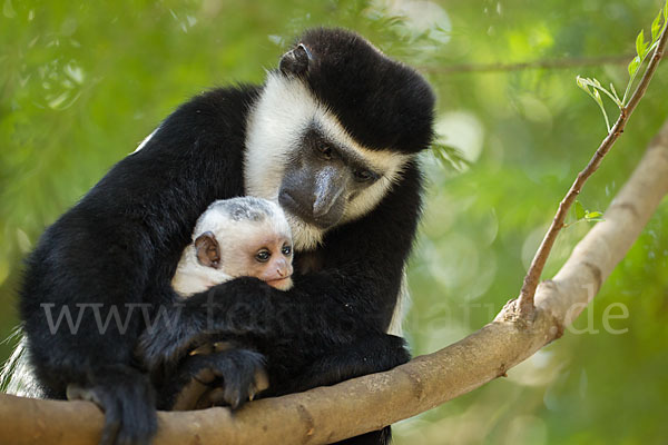 Mantelaffe (Colobus guereza)