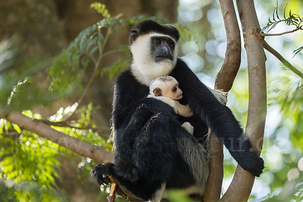 Mantelaffe (Colobus guereza)