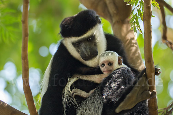 Mantelaffe (Colobus guereza)