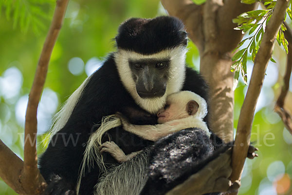 Mantelaffe (Colobus guereza)