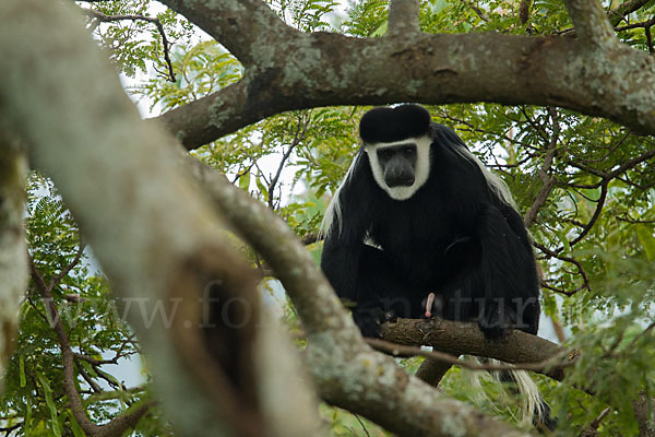 Mantelaffe (Colobus guereza)