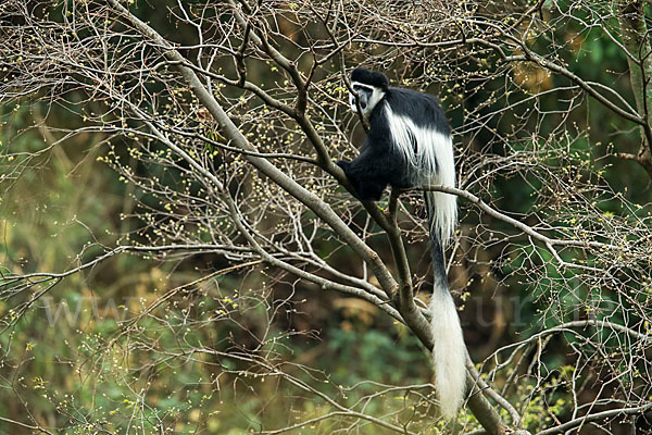 Mantelaffe (Colobus guereza)