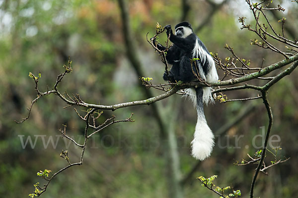 Mantelaffe (Colobus guereza)