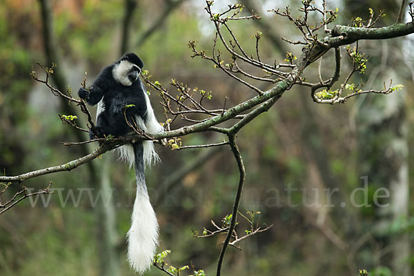 Mantelaffe (Colobus guereza)