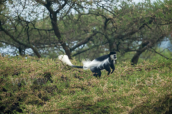 Mantelaffe (Colobus guereza)